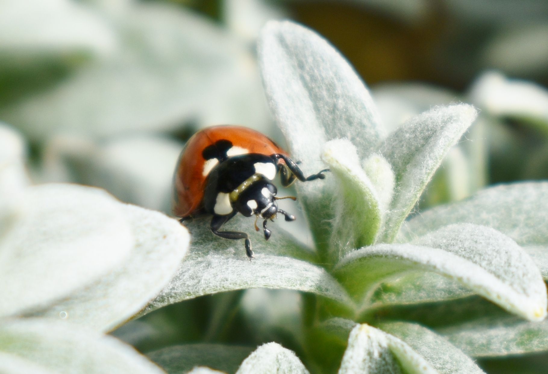 Wallpapers Animals Insects - Ladybugs 