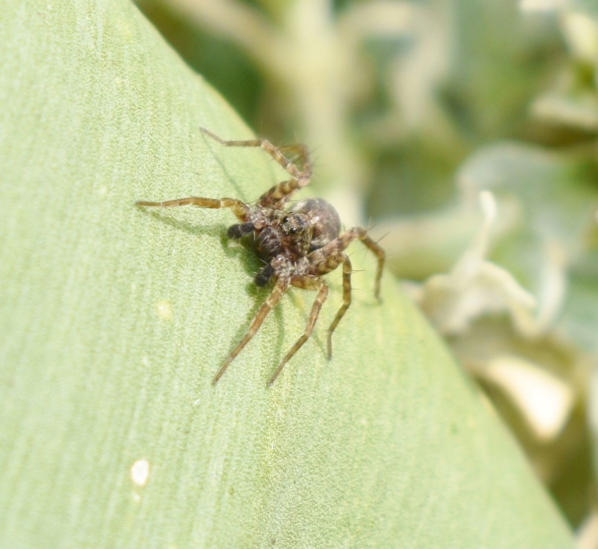 Fonds d'cran Animaux Araignes 