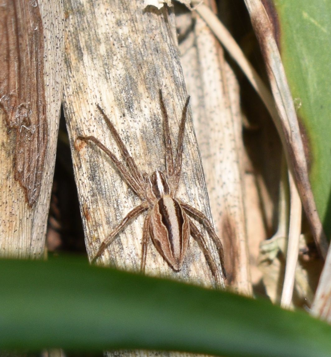 Fonds d'cran Animaux Araignes 