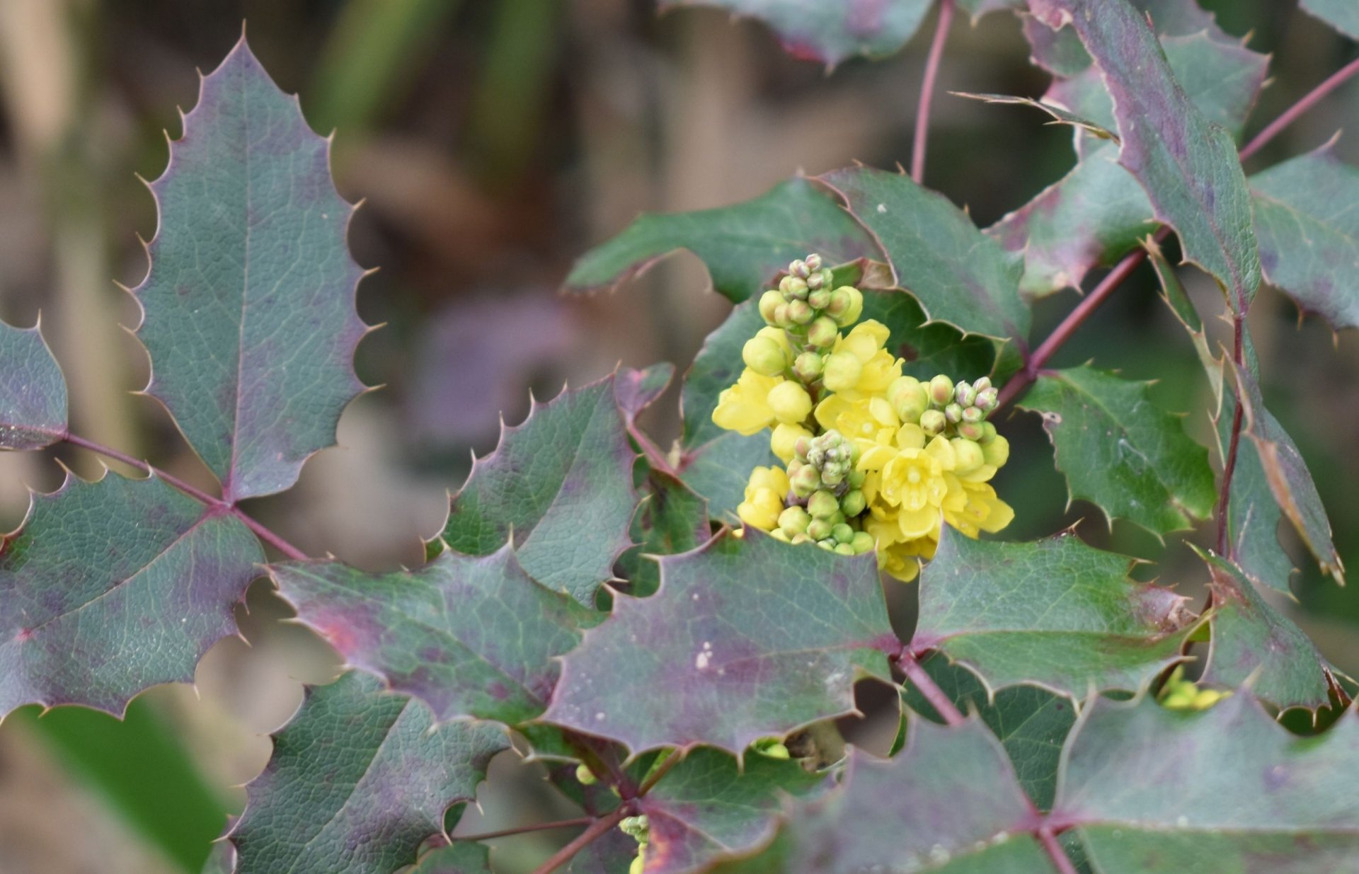 Fonds d'cran Nature Fleurs 