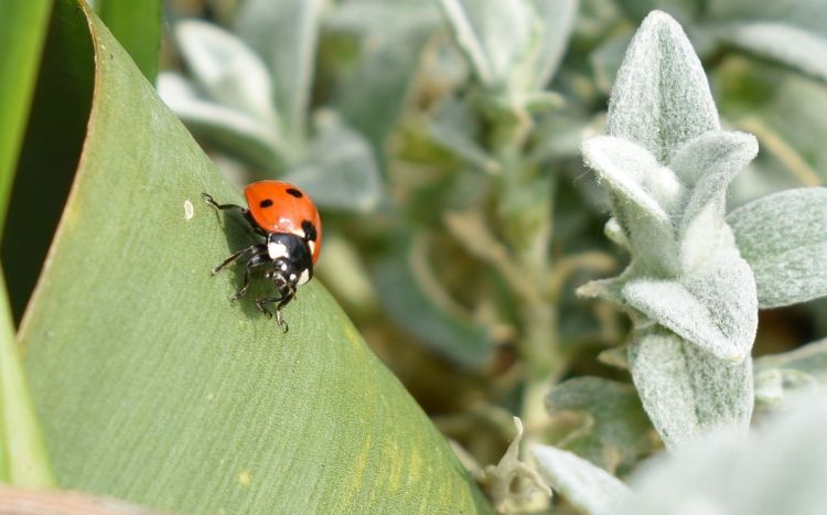 Wallpapers Animals Insects - Ladybugs Wallpaper N430285