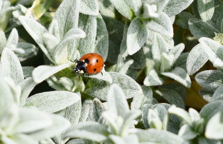 Fonds d'cran Animaux Insectes - Coccinelles Wallpaper N430286