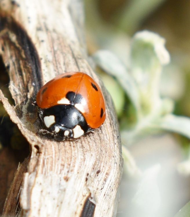 Fonds d'cran Animaux Insectes - Coccinelles Wallpaper N430288