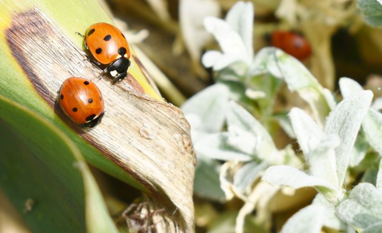 Wallpapers Animals Insects - Ladybugs Wallpaper N430291