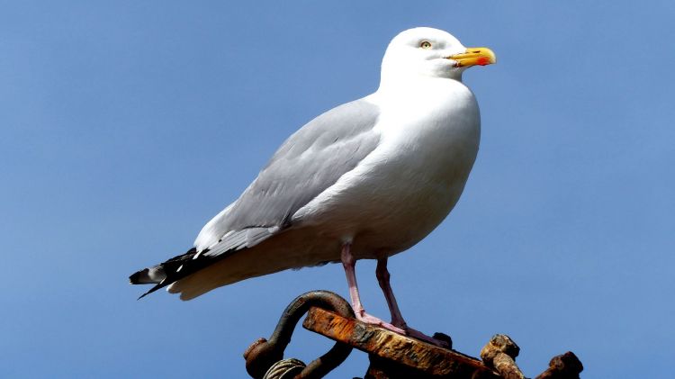 Fonds d'cran Animaux Oiseaux - Mouettes et Golands Le goéland