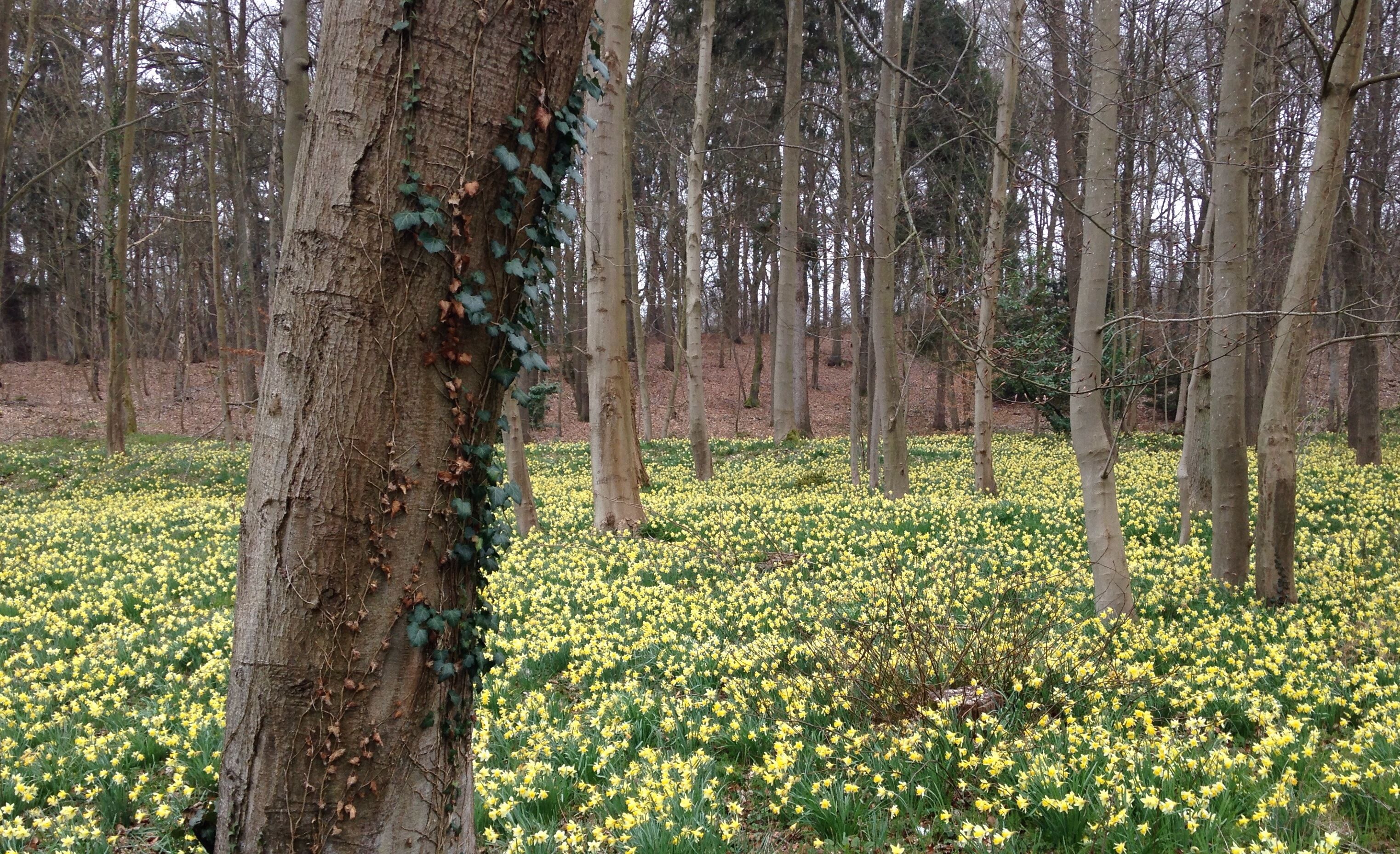 Fonds d'cran Nature Arbres - Forts 