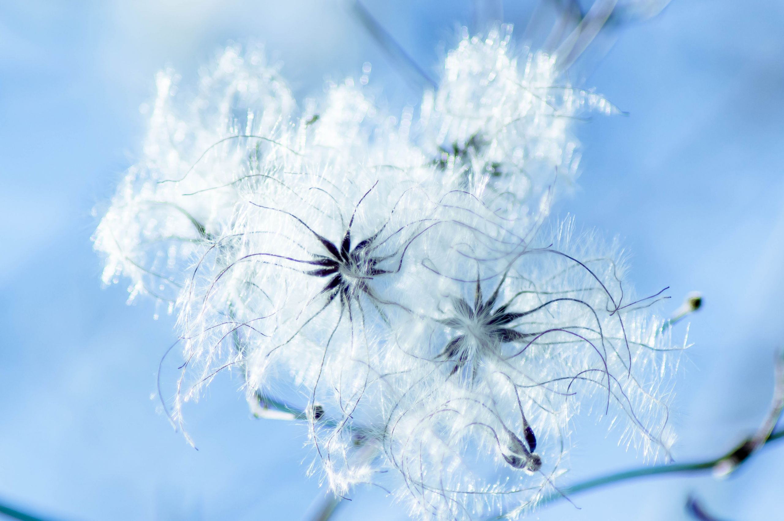 Fonds d'cran Nature Fleurs graine d'hiver