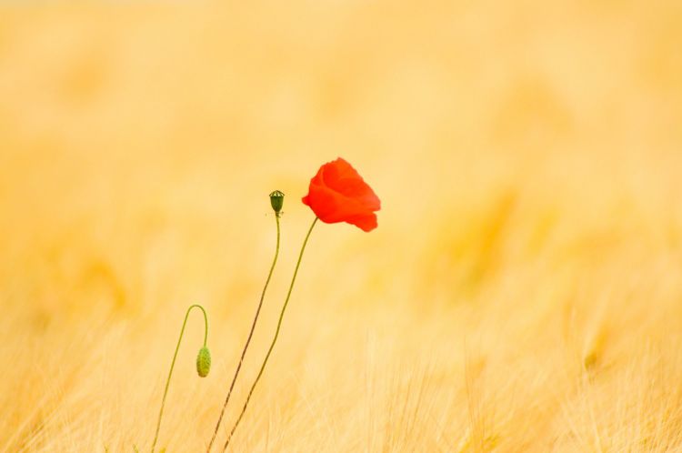 Fonds d'cran Nature Fleurs coquelicot