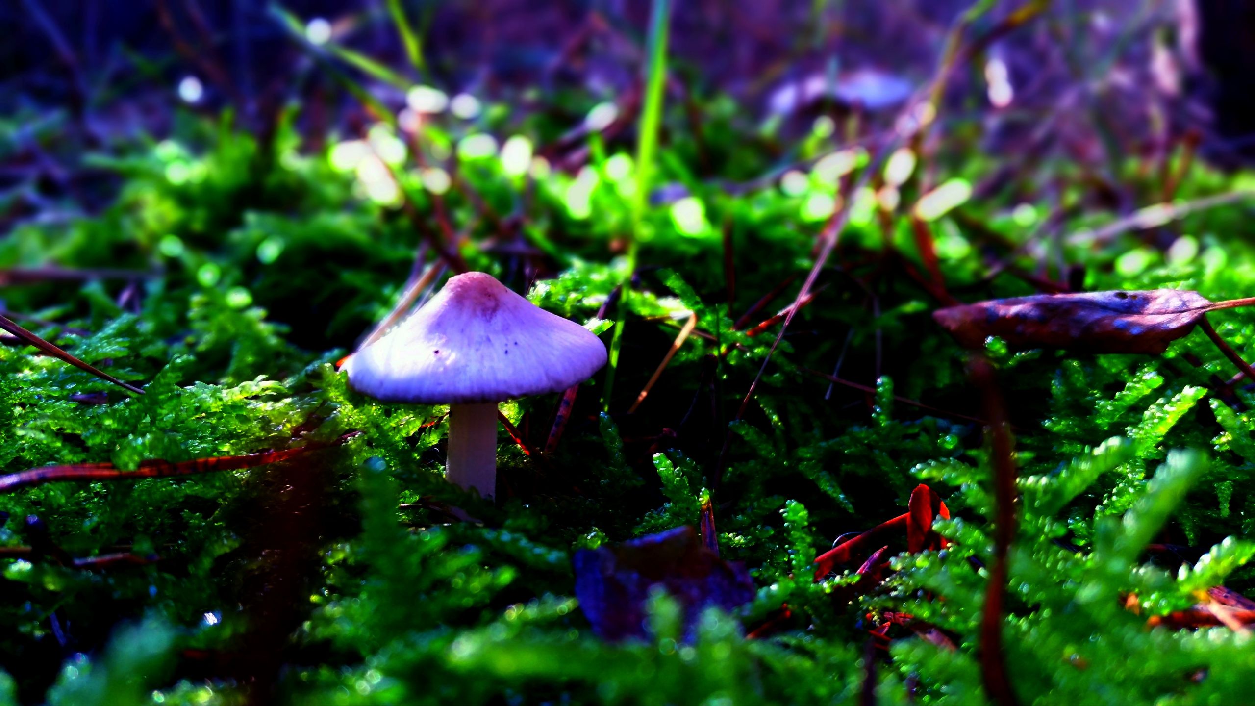 Fonds d'cran Nature Champignons 