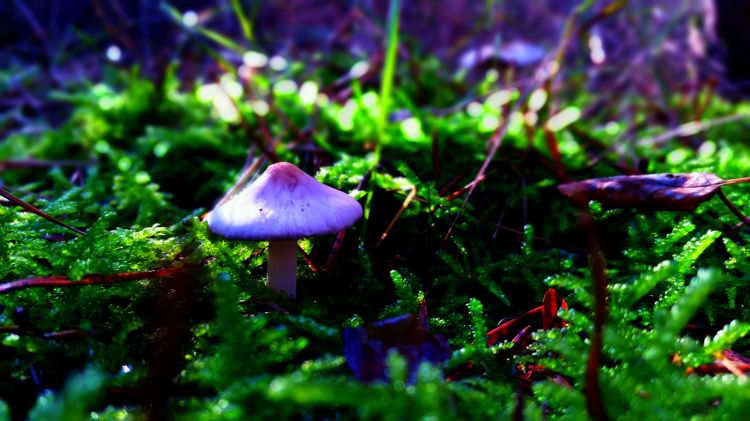 Fonds d'cran Nature Champignons Wallpaper N430542