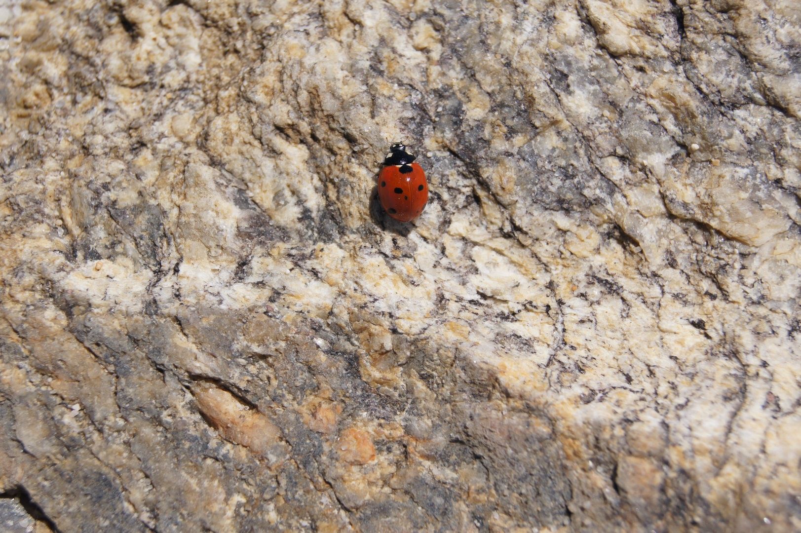 Wallpapers Animals Insects - Ladybugs 