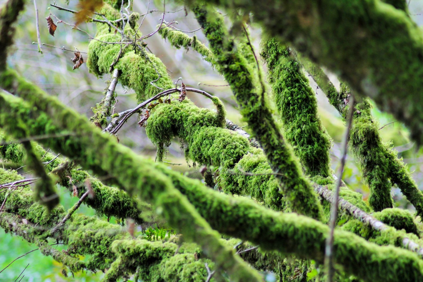 Fonds d'cran Nature Arbres - Forts 