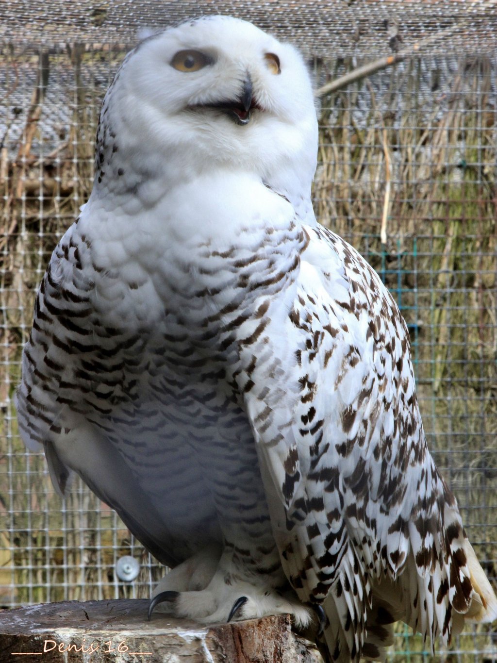 Wallpapers Animals Birds - Owls ZOO LILLE