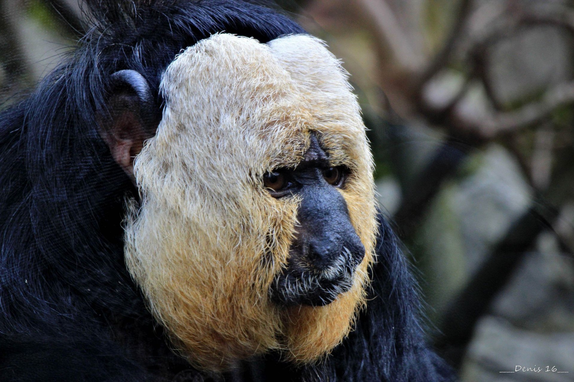 Fonds d'cran Animaux Singes ZOO LILLE