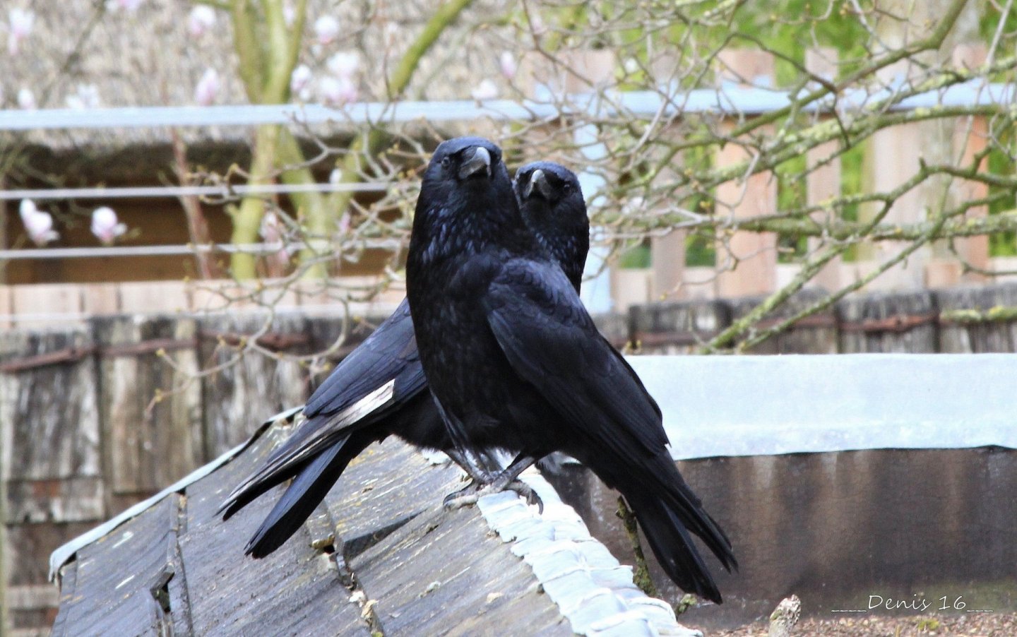 Wallpapers Animals Birds - Ravens ZOO LILLE