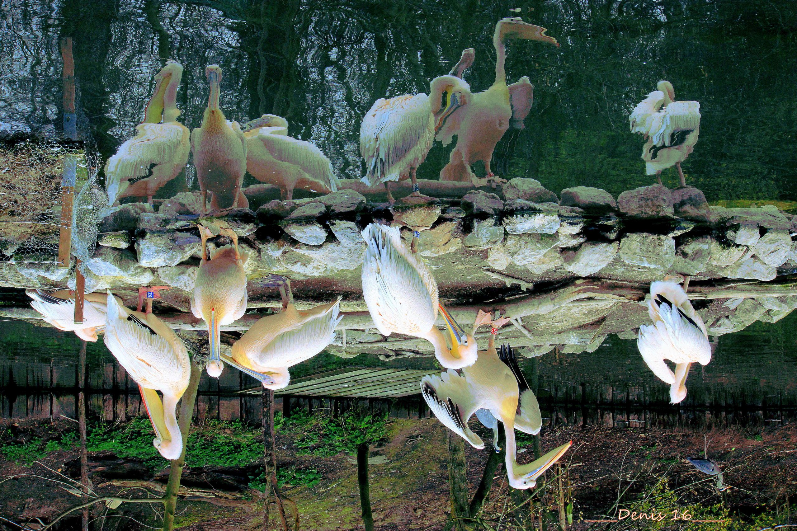 Fonds d'cran Animaux Oiseaux - Plicans ZOO LILLE