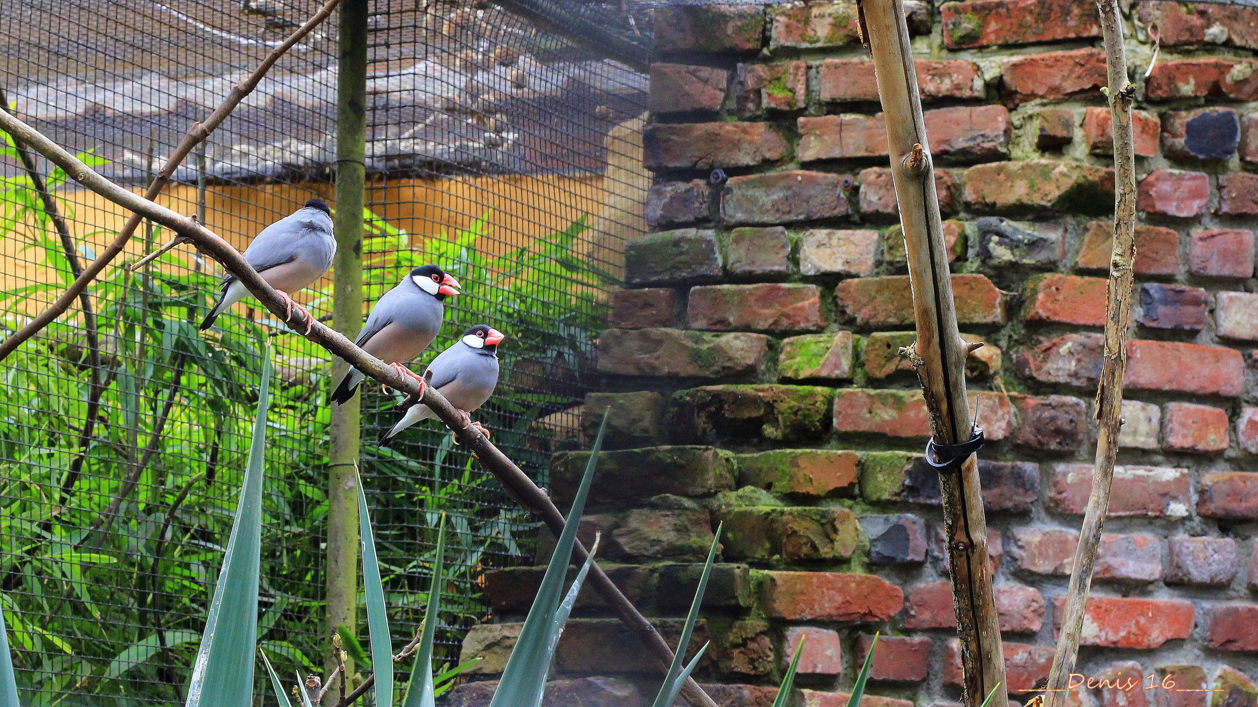 Wallpapers Animals Birds - Misc ZOO LILLE