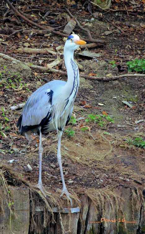 Wallpapers Animals Birds - Herons ZOO LILLE