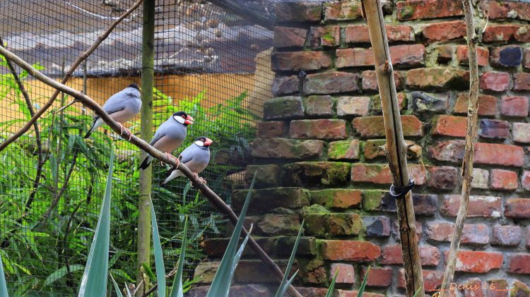 Wallpapers Animals Birds - Misc ZOO LILLE