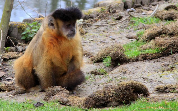 Fonds d'cran Animaux Singes ZOO LILLE