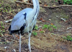  Animals ZOO LILLE