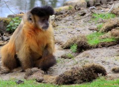  Animaux ZOO LILLE