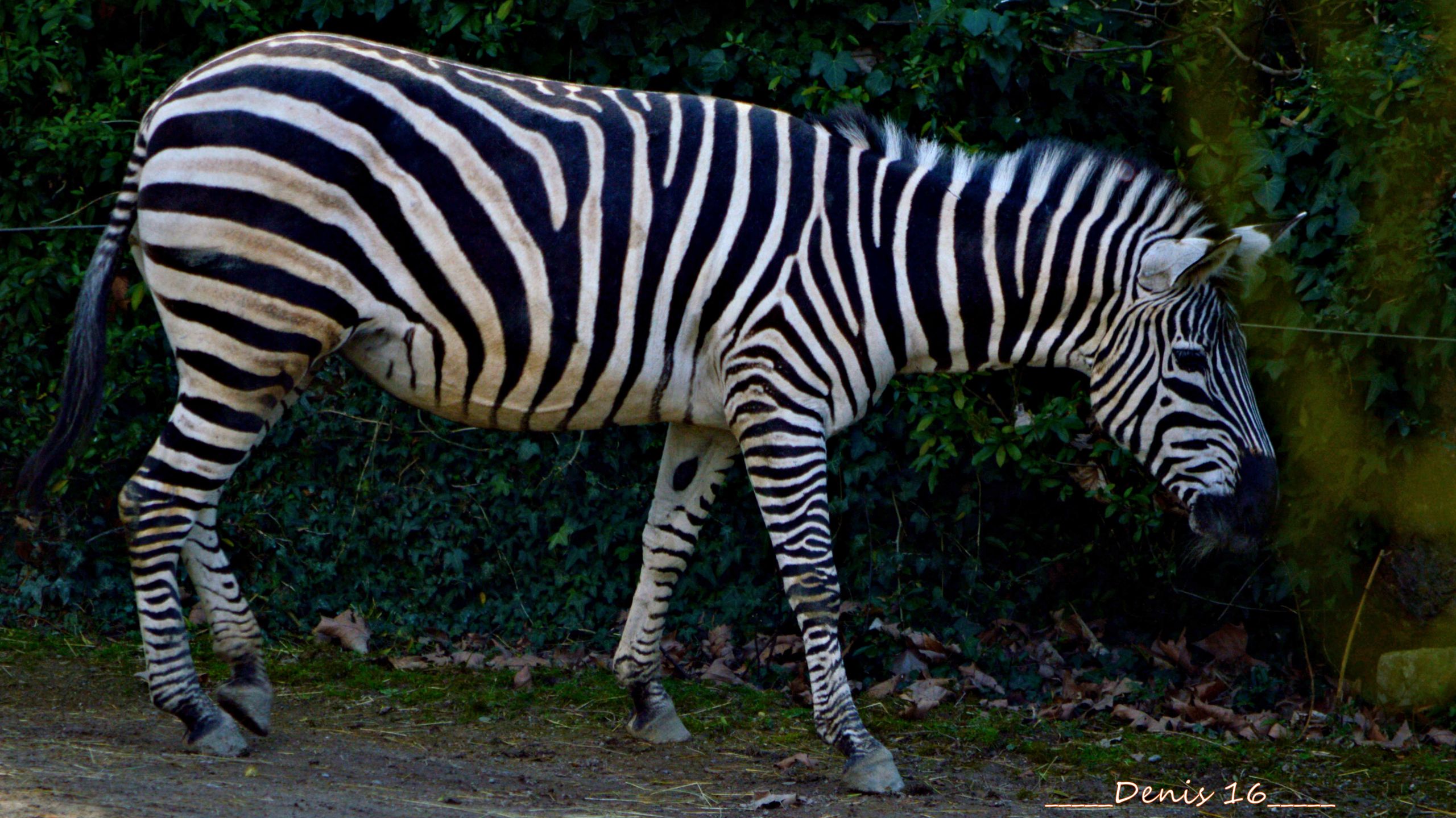 Wallpapers Animals Zebras ZOO LILLE