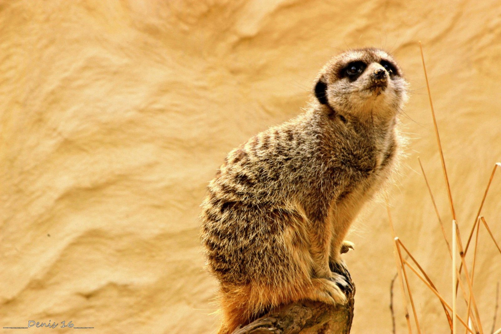 Wallpapers Animals Rodents - Misc ZOO LILLE