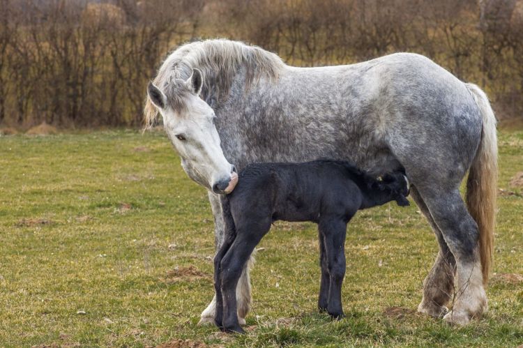 Wallpapers Animals Horses instinct maternel