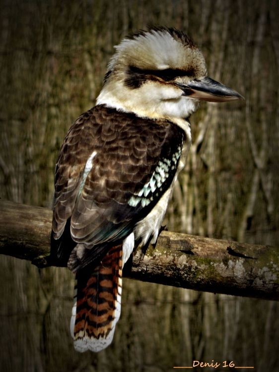 Wallpapers Animals Birds - Misc ZOO LILLE