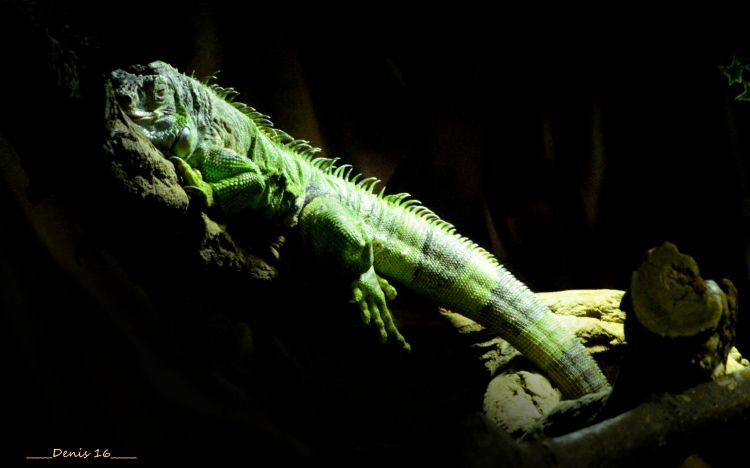 Wallpapers Animals Iguanas ZOO LILLE