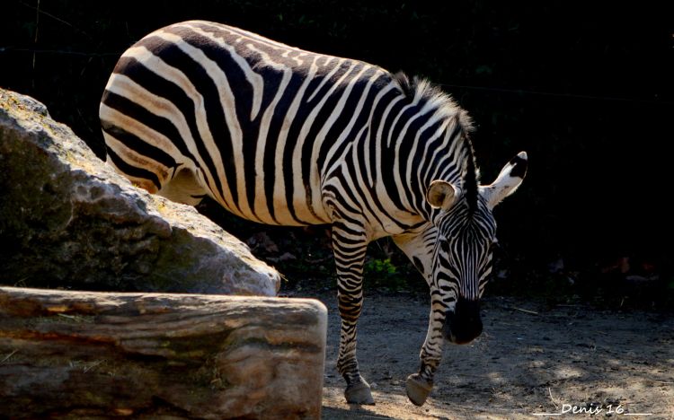 Fonds d'cran Animaux Zbres ZOO LILLE