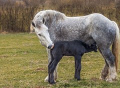  Animaux instinct maternel