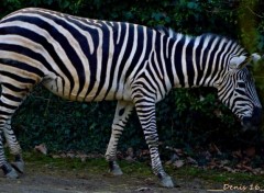  Animaux ZOO LILLE