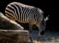  Animaux ZOO LILLE