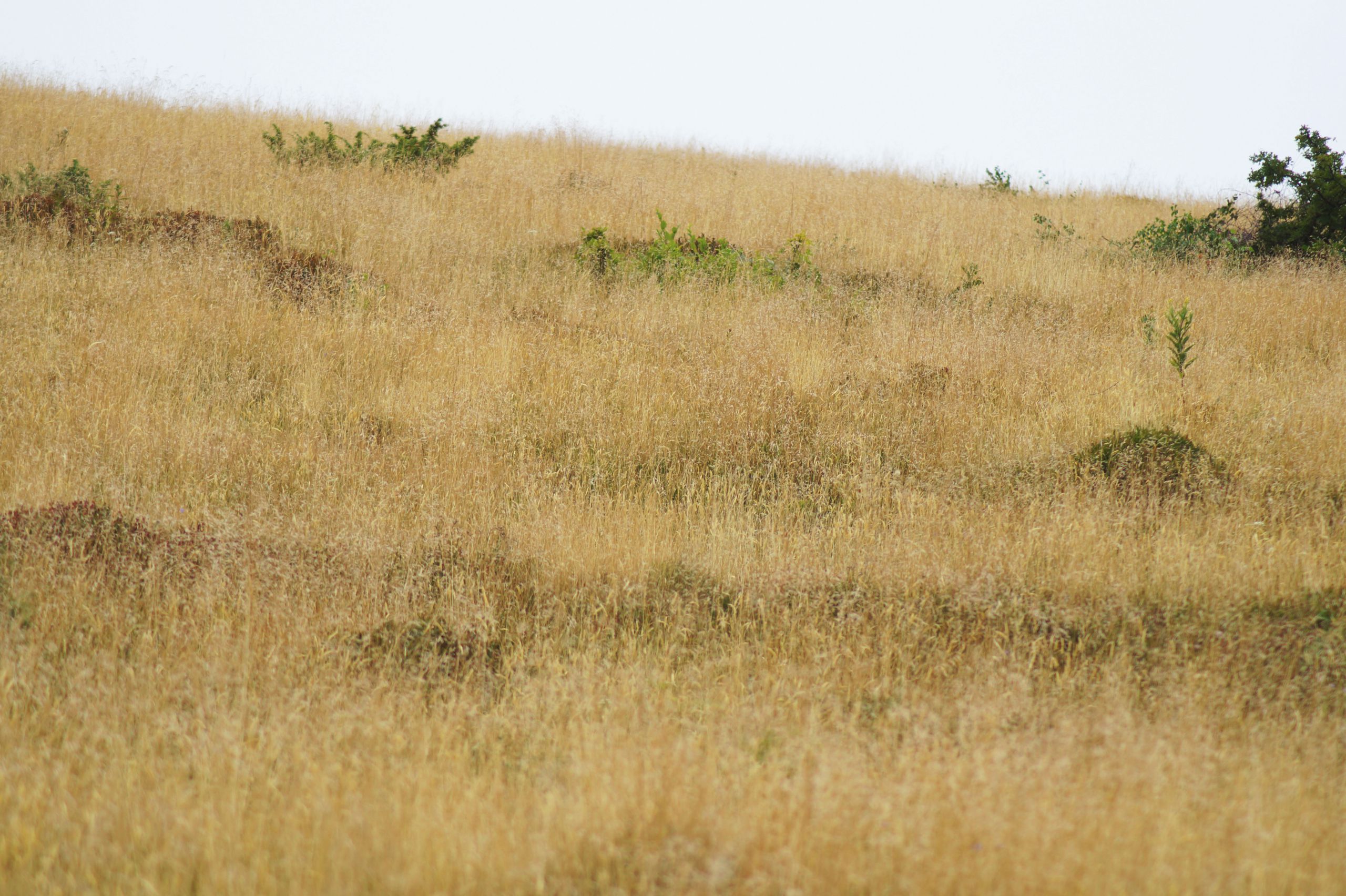 Fonds d'cran Nature Herbes 