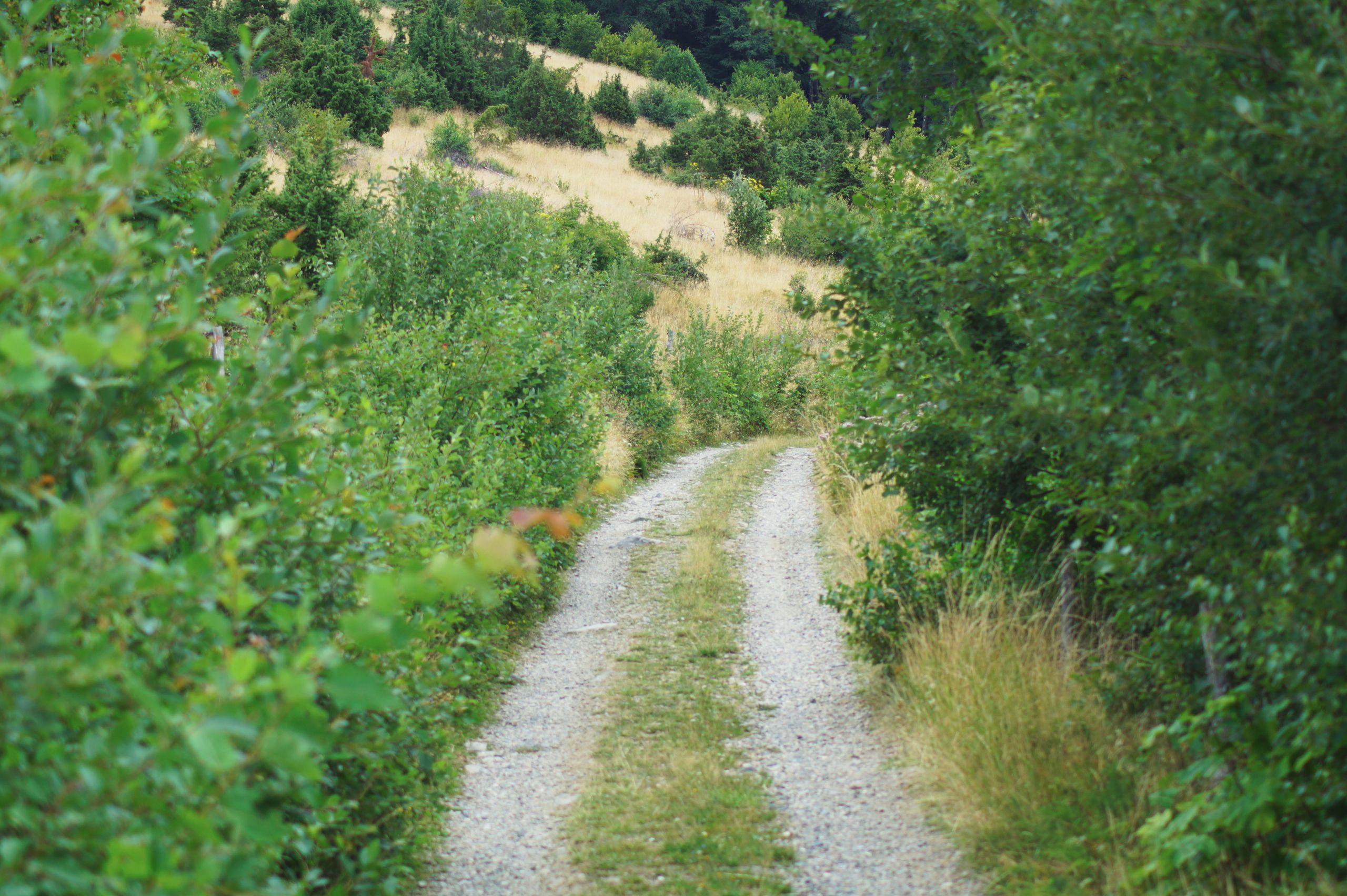 Wallpapers Nature Paths 