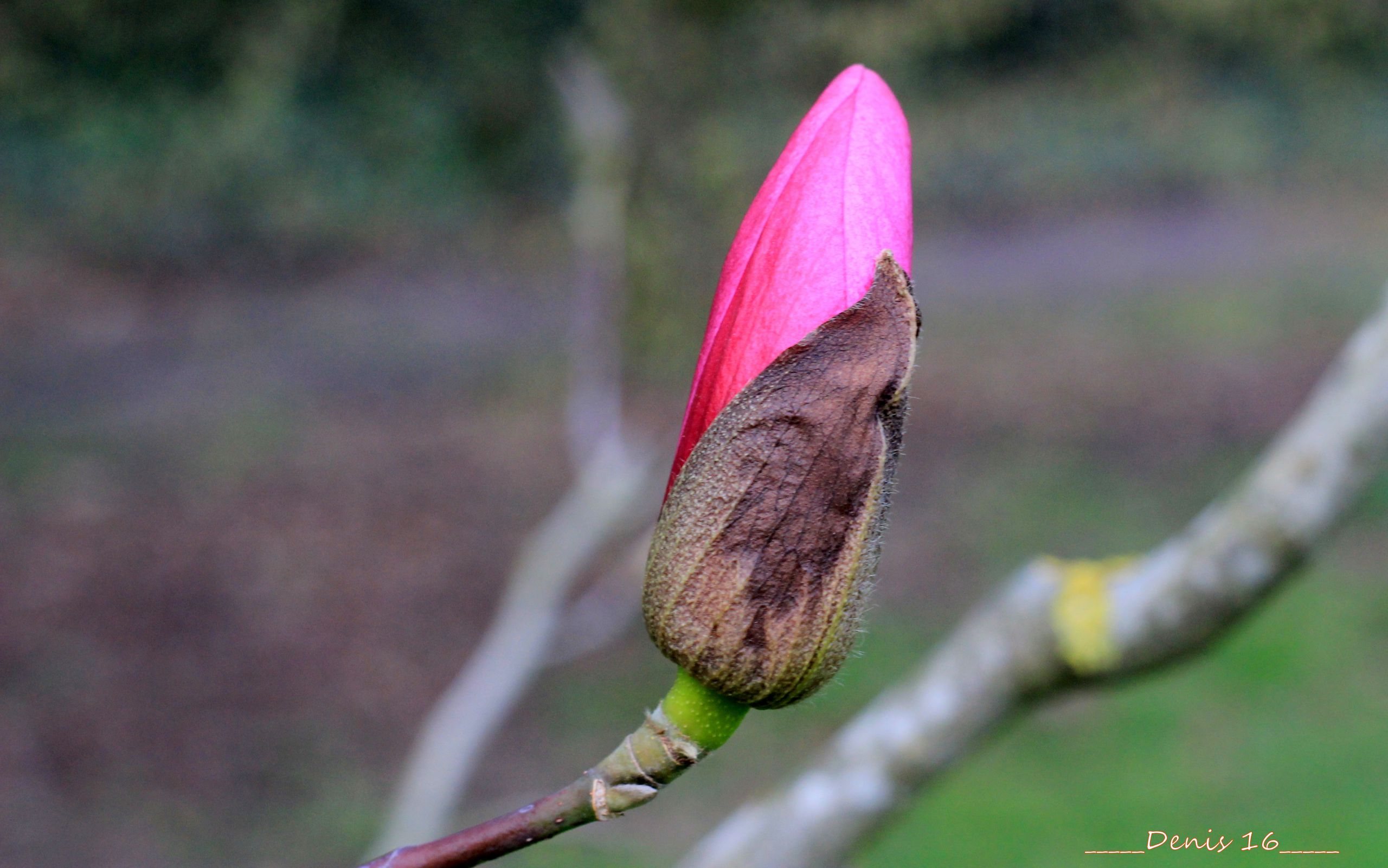 Fonds d'cran Nature Fleurs PARC