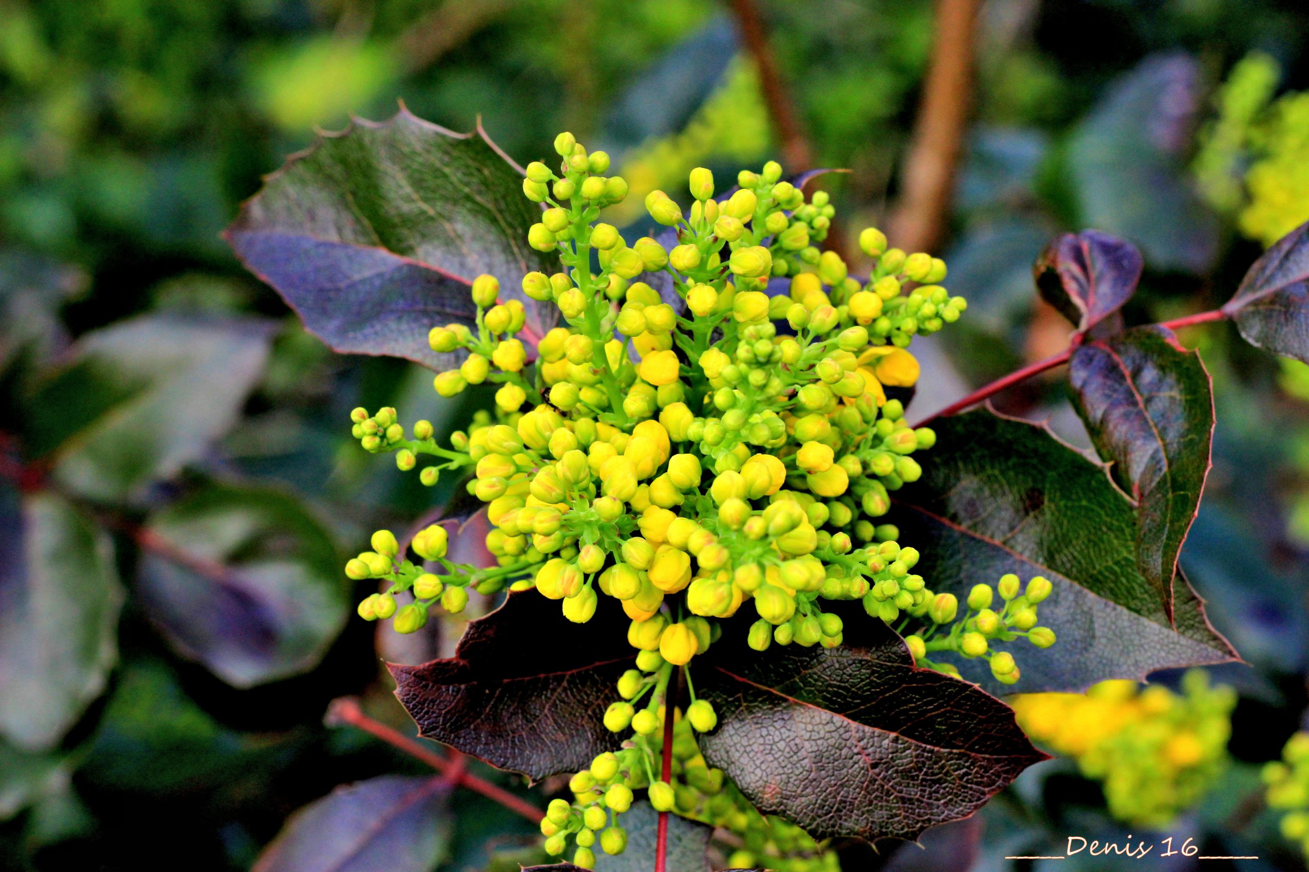 Fonds d'cran Nature Fleurs PARC