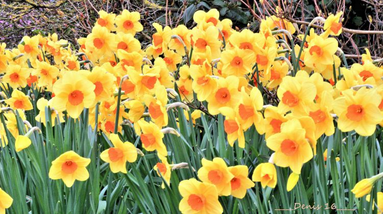 Fonds d'cran Nature Fleurs PARC