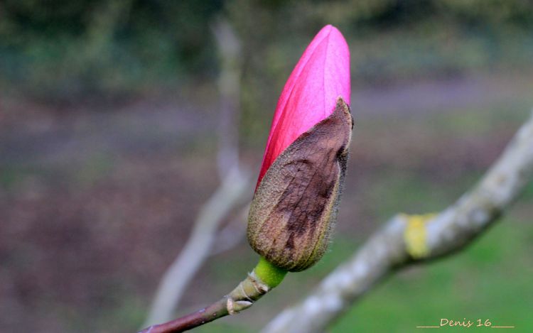 Fonds d'cran Nature Fleurs PARC