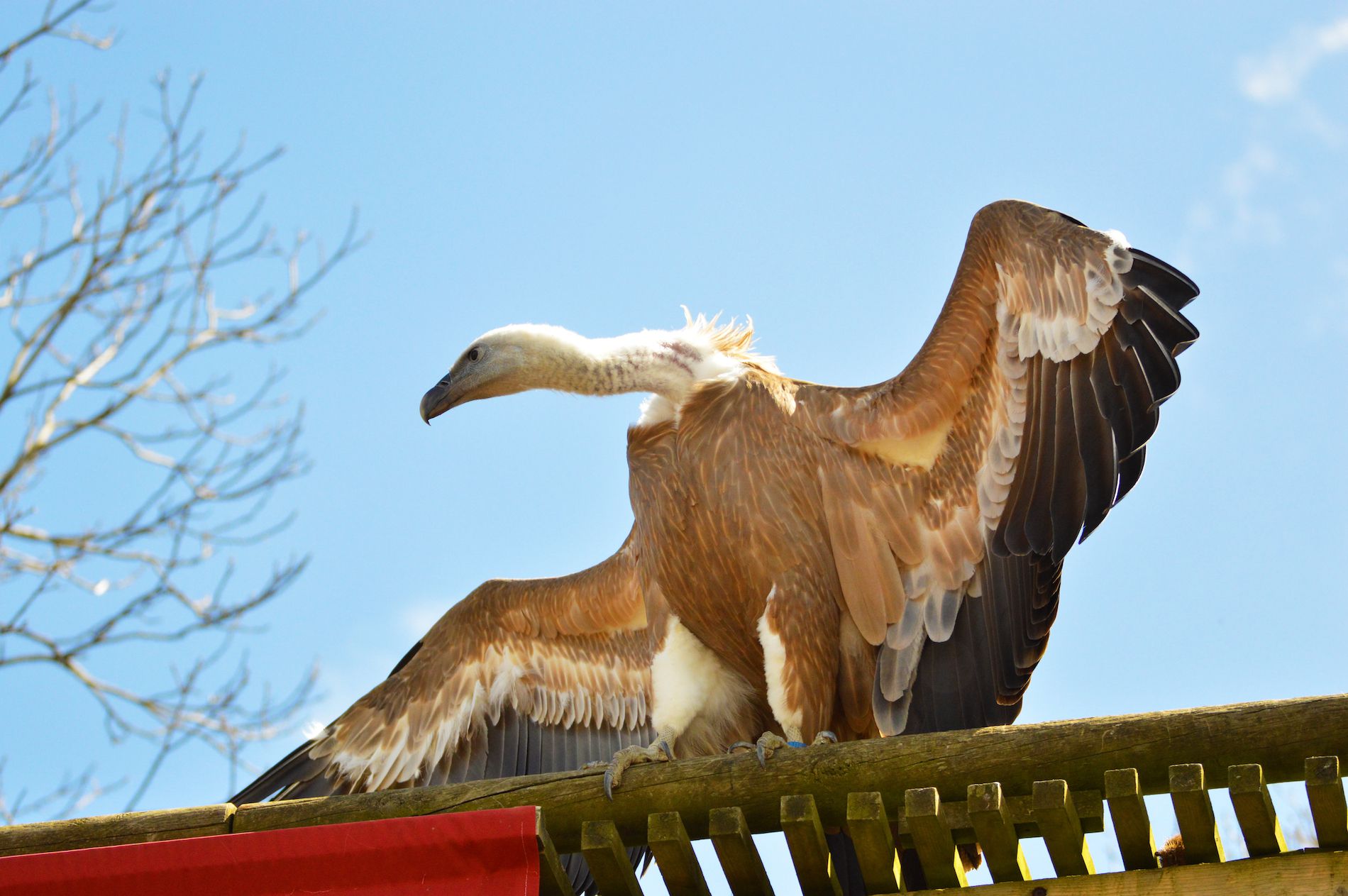 Fonds d'cran Animaux Oiseaux - Vautours 