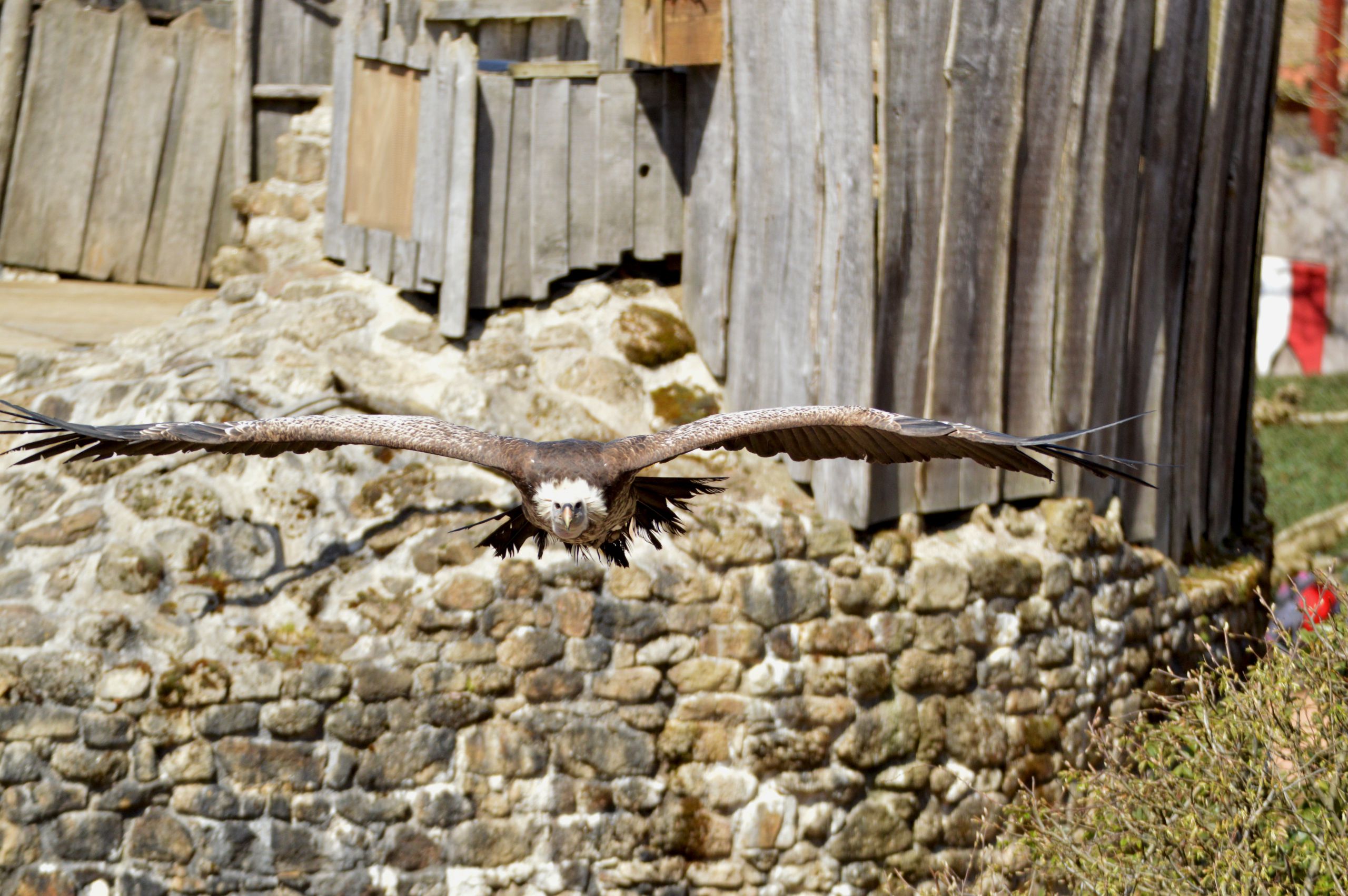 Fonds d'cran Animaux Oiseaux - Vautours 