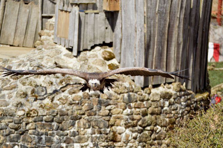 Fonds d'cran Animaux Oiseaux - Vautours Wallpaper N430951