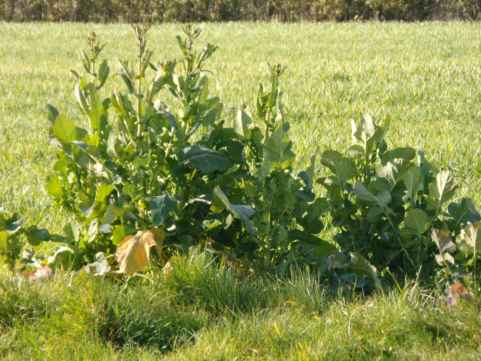 Fonds d'cran Nature Plantes - Arbustes 