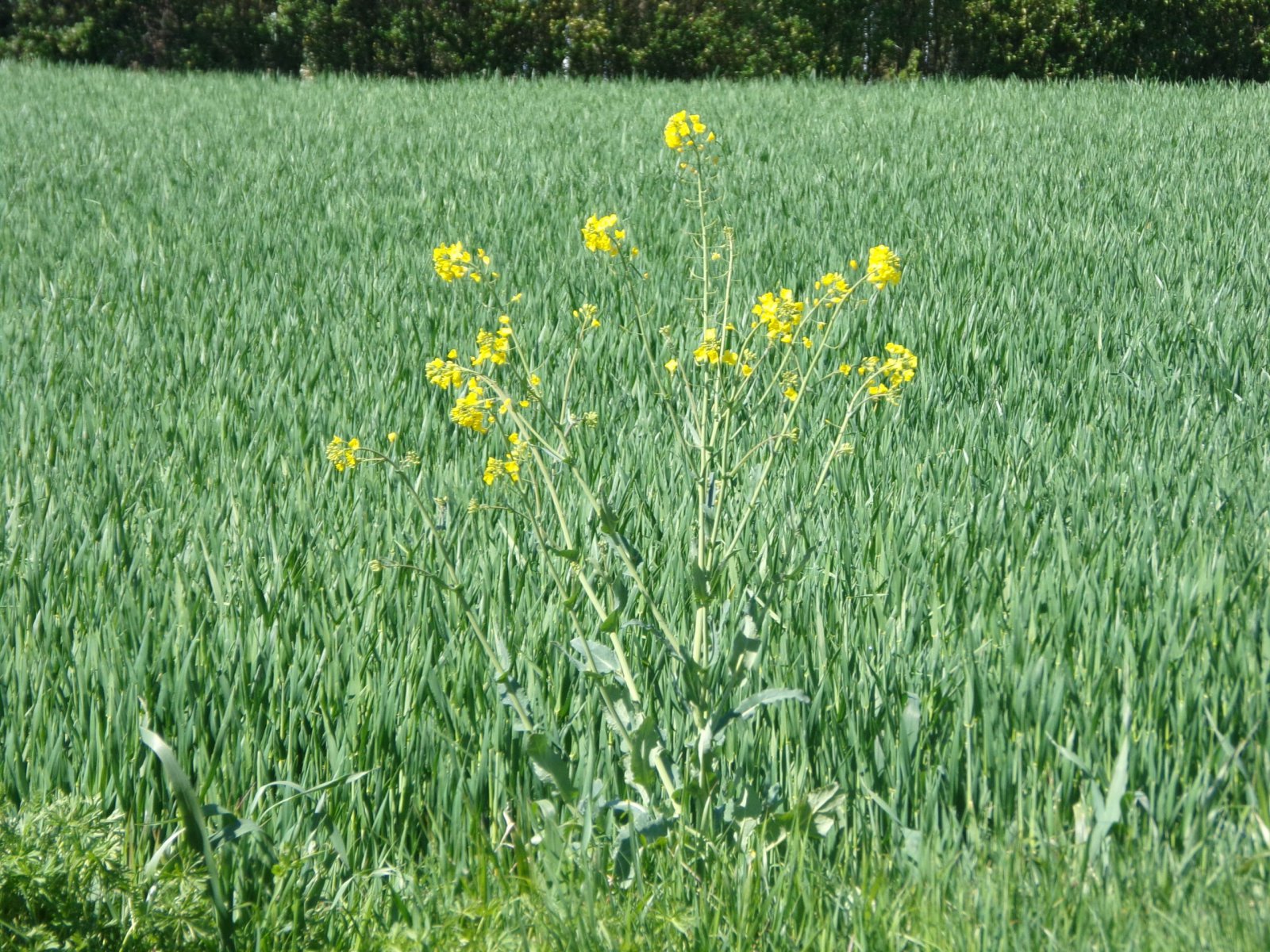 Fonds d'cran Nature Plantes - Arbustes 