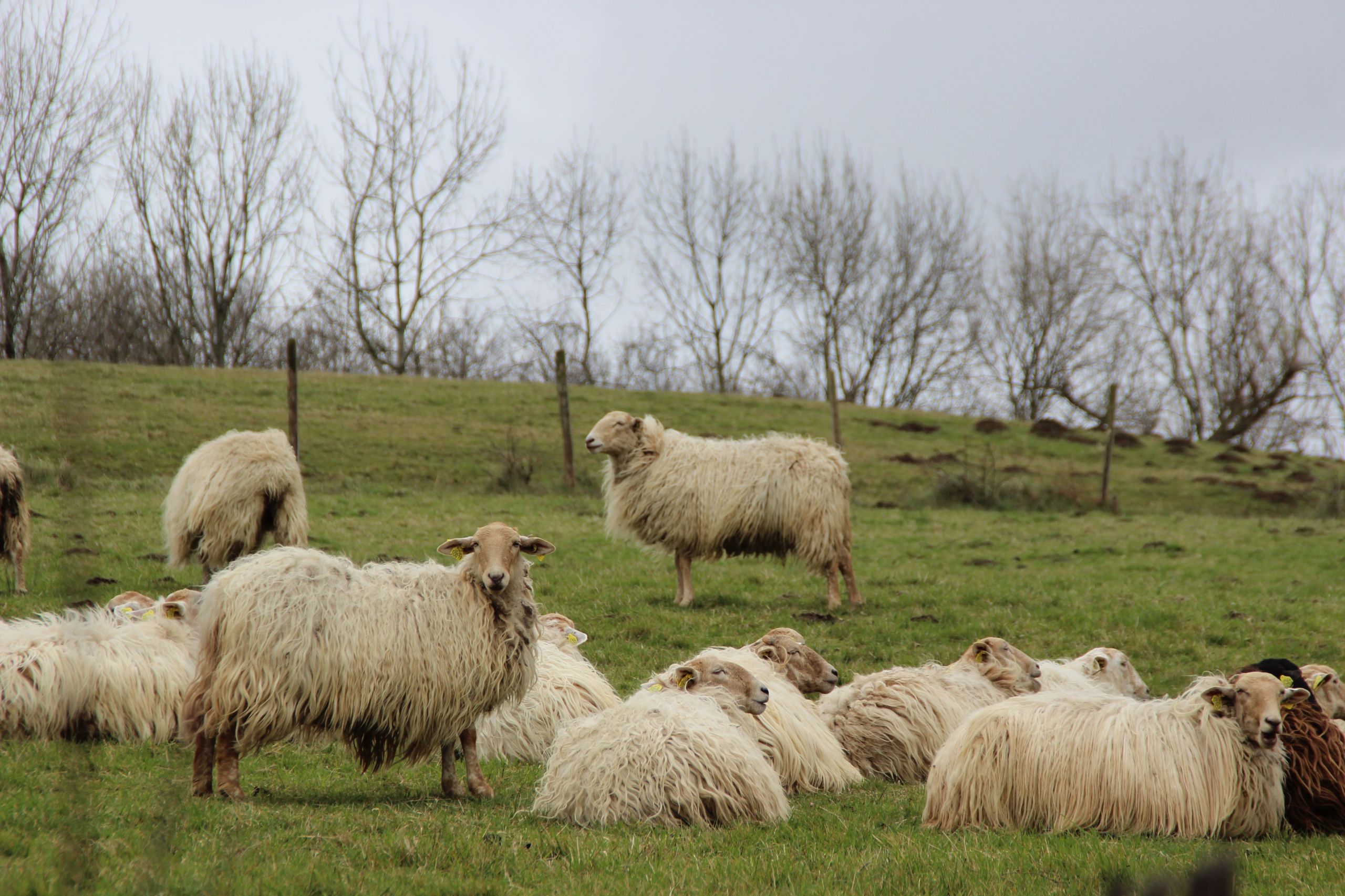 Wallpapers Animals Sheeps 