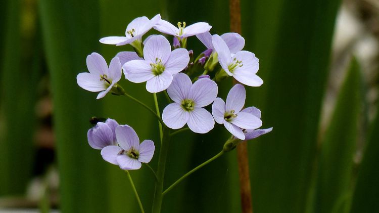 Wallpapers Nature Flowers La cardamine des prs