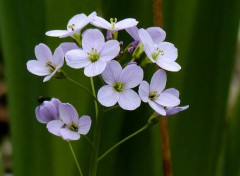  Nature La cardamine des prs