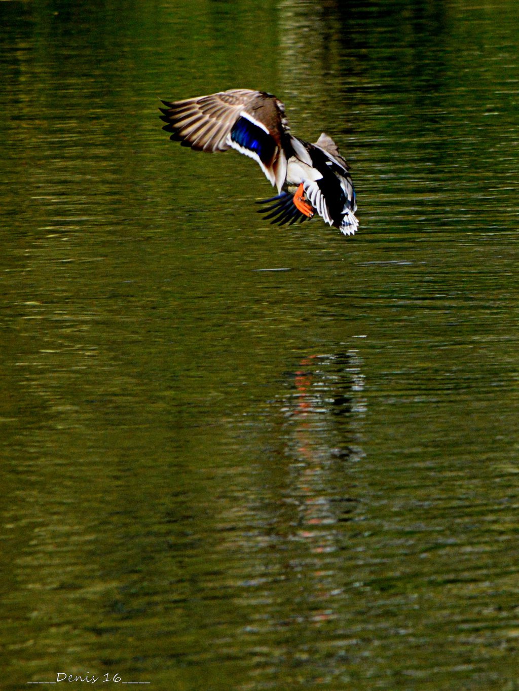 Fonds d'cran Animaux Oiseaux - Canards PARCS